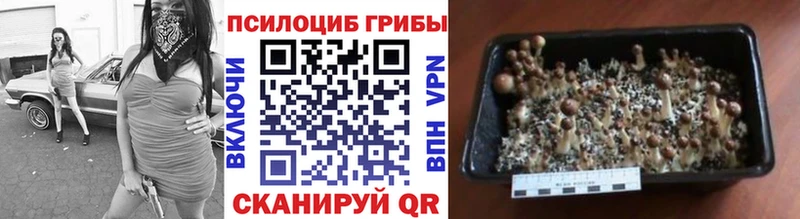 Галлюциногенные грибы Psilocybe  Коркино 